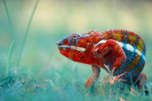 TheMerkle_Robo-reptiles