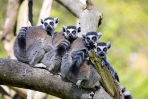 TheMerkle_Lemur Facial Recognition