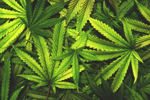 weed hackers