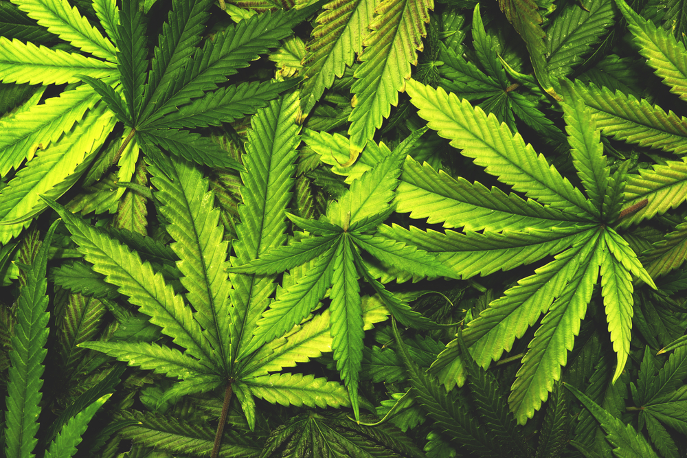 weed hackers