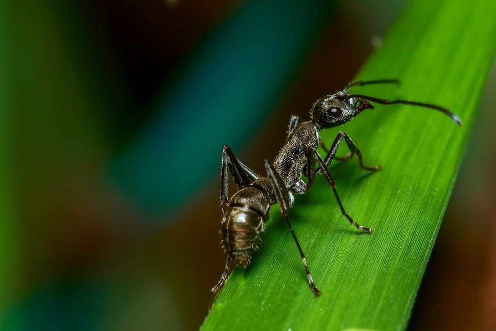 and on a leaf