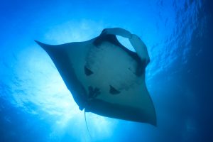 TheMerkle Robotic manta Ray