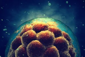 stem cells