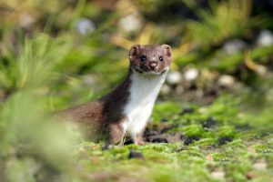 bitcoin price weasel