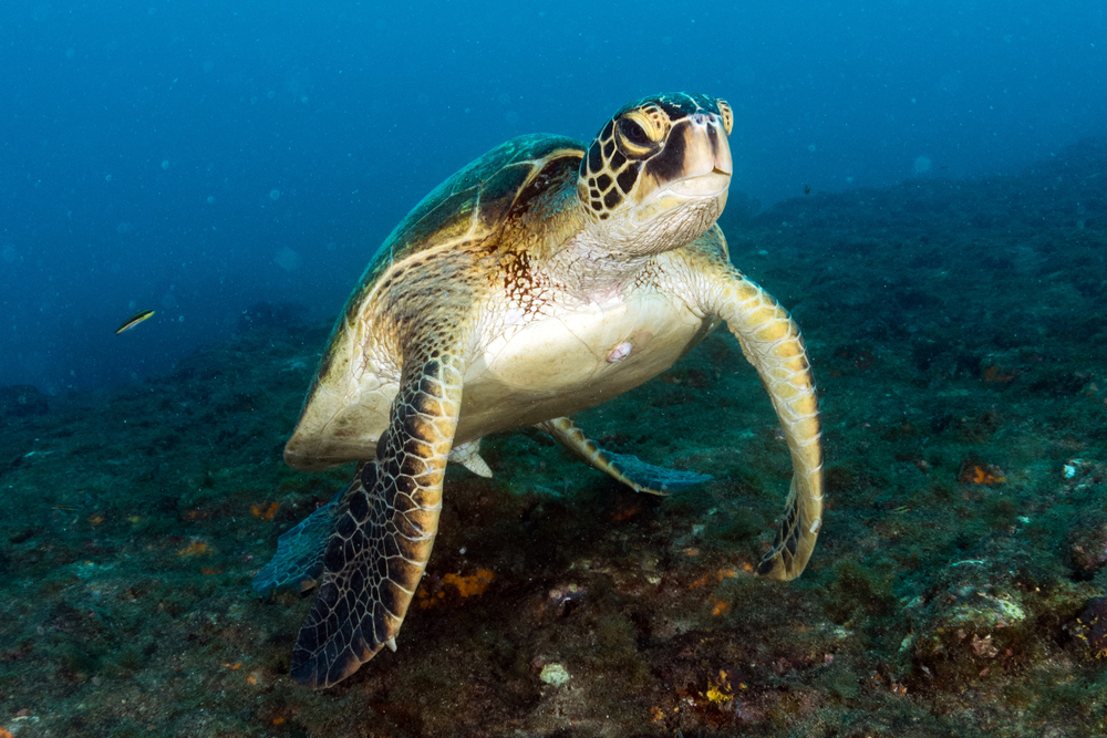 TheMerkle Turtle Parasitic Robot