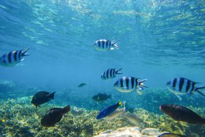 TheMerkle Ocean Robot Livestream