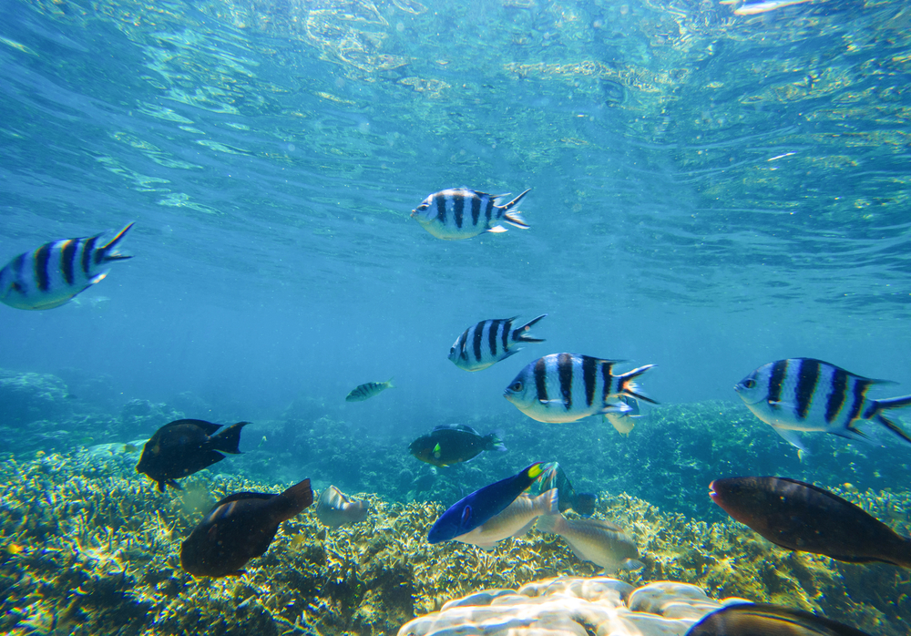 TheMerkle Ocean Robot Livestream