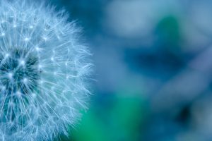 dandelion