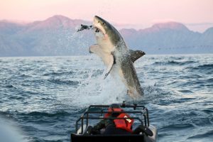 shark eating seal