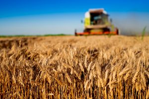 TheMerkle AI Crops Diseases