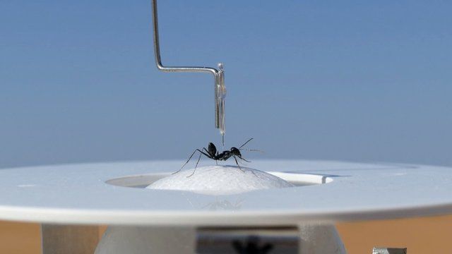 ant treadmill