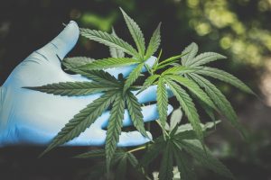 cbd cannabis