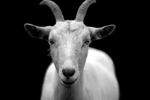 TheMerkle Goat Emotions
