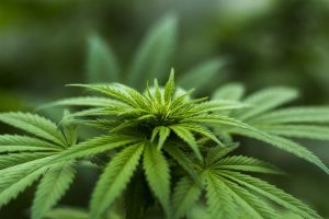 TheMerkle Hemp Market Trends
