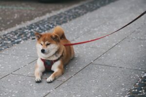 shiba inu alternatives