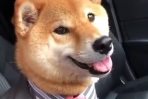 shibainu price