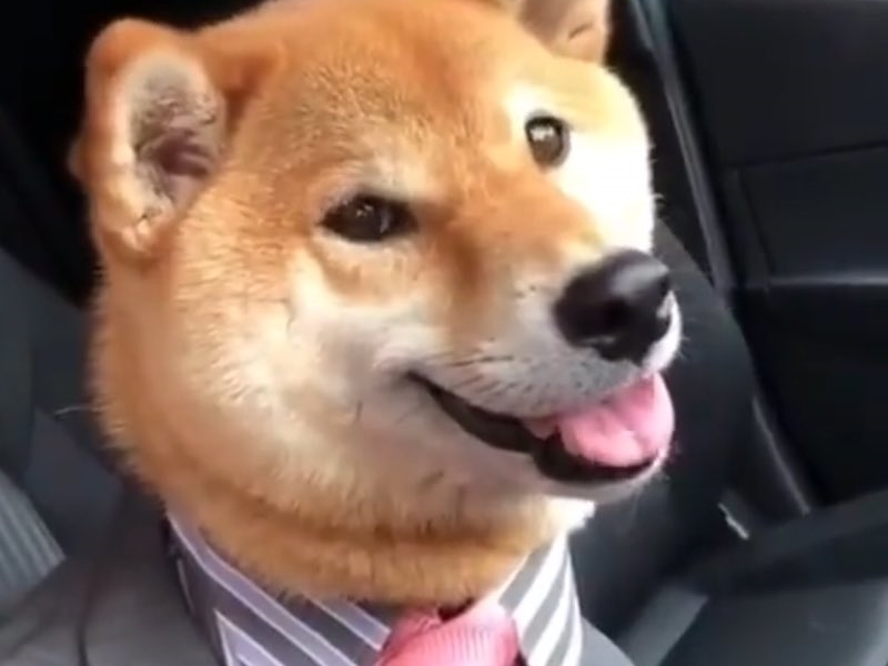 shibainu price