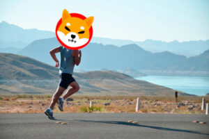 shiba inu