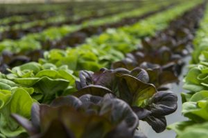 TheMerkle Robots Farming Crops