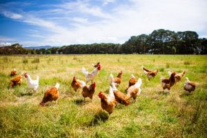 TheMerkle AI Chicken Speech