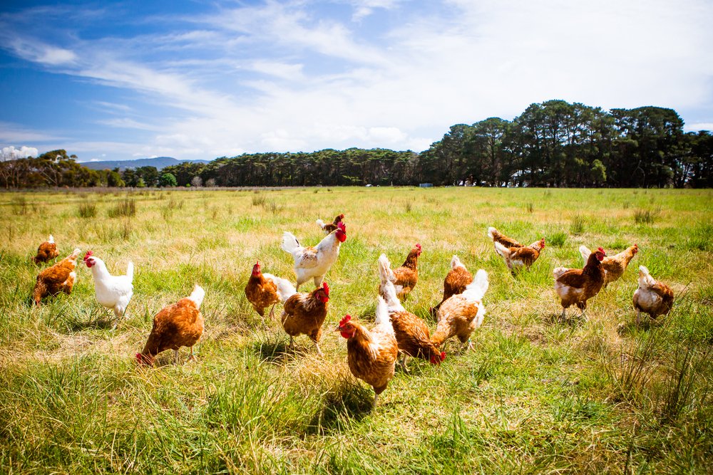 TheMerkle AI Chicken Speech