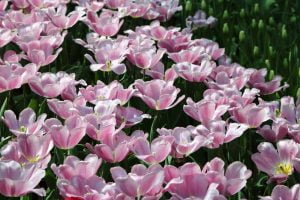TheMerkle EtherTulips Tulip Mania