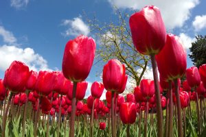 TheMerkle Tulip mania ICo