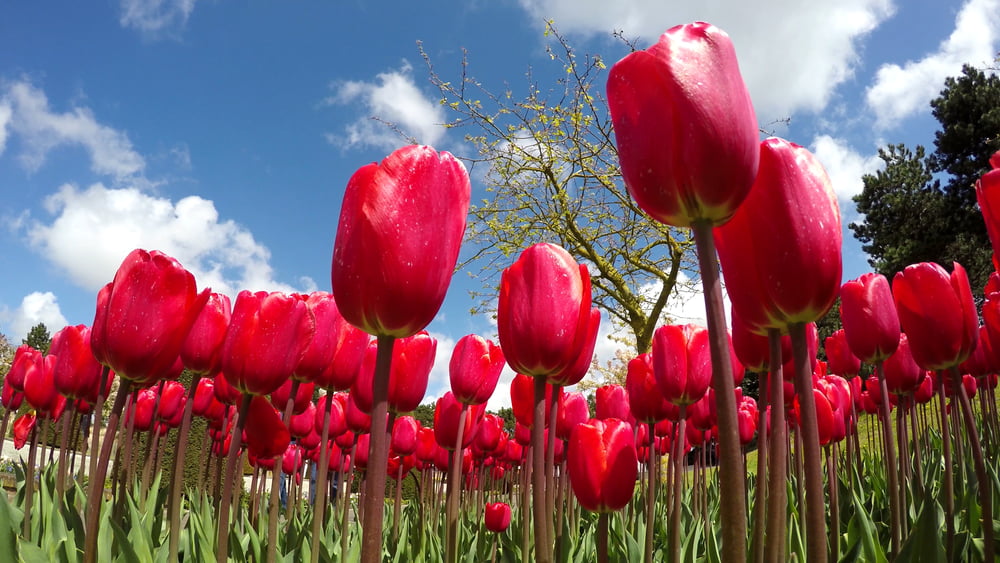 TheMerkle Tulip mania ICo