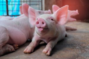 TheMerkle Pig Less Body Fat